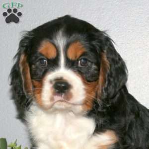 Quentin, Cavalier King Charles Mix Puppy