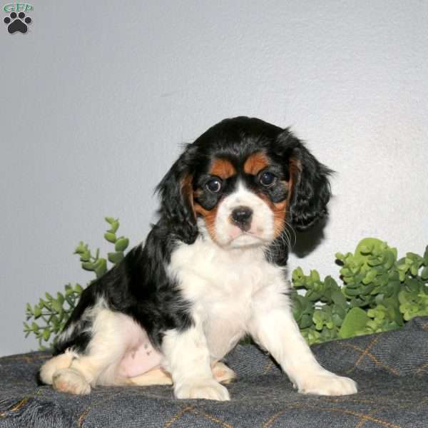 Quinn, Cavalier King Charles Mix Puppy