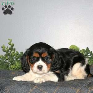 Quinn, Cavalier King Charles Mix Puppy