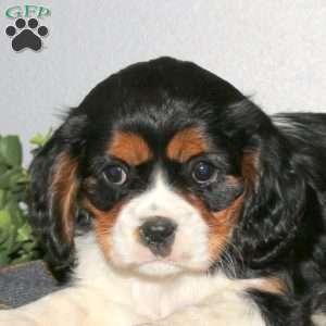Quinn, Cavalier King Charles Mix Puppy