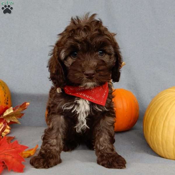 Browny, Cockapoo Puppy