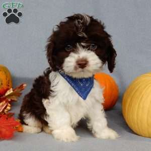 Freddie, Cockapoo Puppy