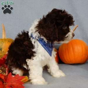 Freddie, Cockapoo Puppy