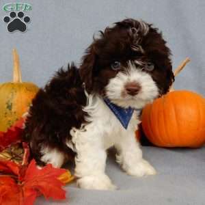 Freddie, Cockapoo Puppy