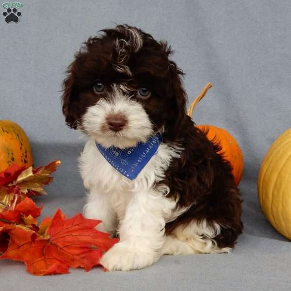 Freddie, Cockapoo Puppy