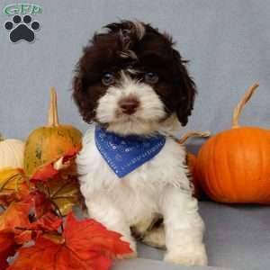 Freddie, Cockapoo Puppy