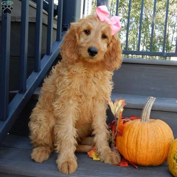 Jenny (medium), Goldendoodle Puppy