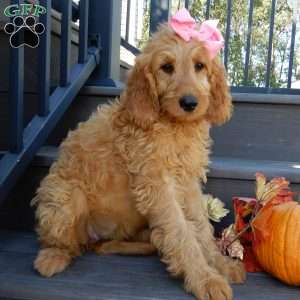 Jenny (medium), Goldendoodle Puppy