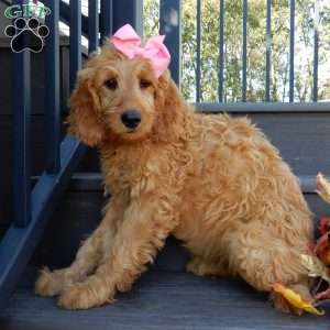 Jenny (medium), Goldendoodle Puppy