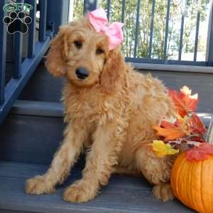 Jenny (medium), Goldendoodle Puppy