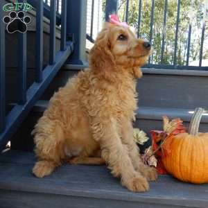 Jenny (medium), Goldendoodle Puppy