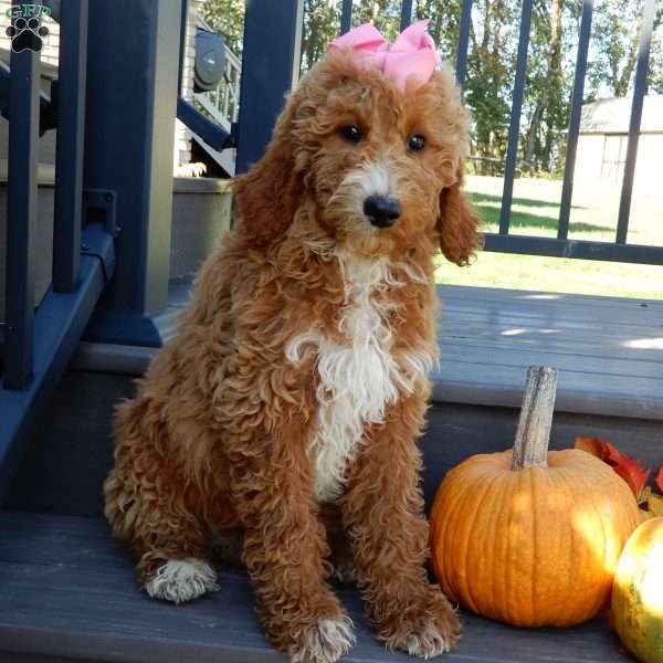 Summer (medium), Goldendoodle Puppy