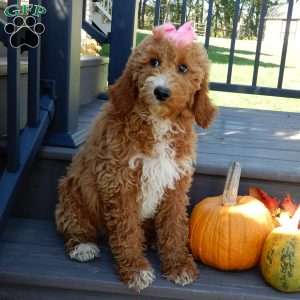 Summer (medium), Goldendoodle Puppy