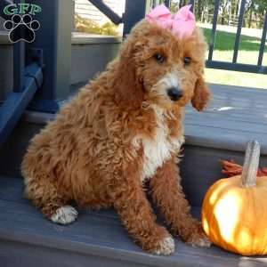 Summer (medium), Goldendoodle Puppy