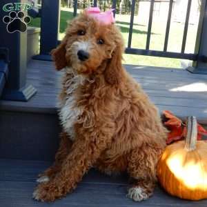 Summer (medium), Goldendoodle Puppy