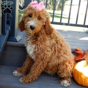 Summer (medium), Goldendoodle Puppy