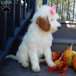 Sunny, Mini Goldendoodle Puppy