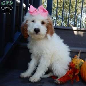 Sunny, Mini Goldendoodle Puppy