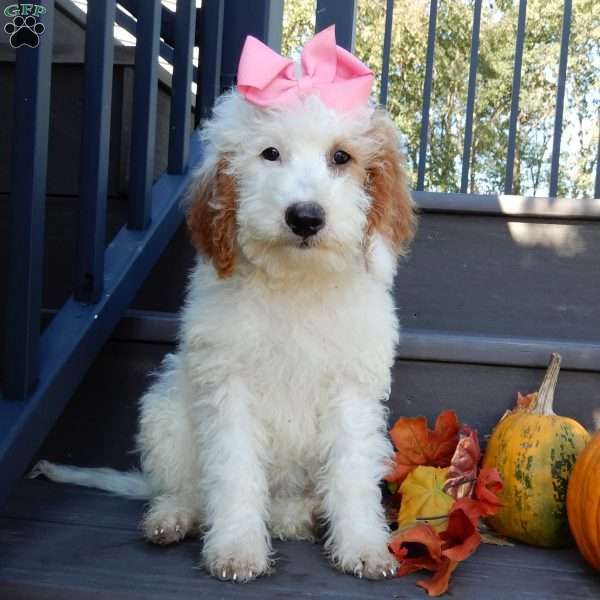 Sunny, Mini Goldendoodle Puppy