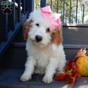 Sunny, Mini Goldendoodle Puppy