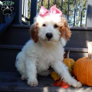 Sunny, Mini Goldendoodle Puppy