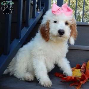 Sunny, Mini Goldendoodle Puppy