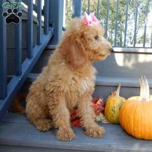 Gracie, Mini Goldendoodle Puppy