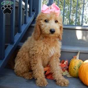 Gracie, Mini Goldendoodle Puppy