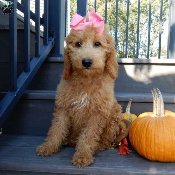 Gracie, Mini Goldendoodle Puppy