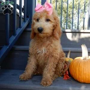 Gracie, Mini Goldendoodle Puppy