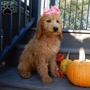 Gracie, Mini Goldendoodle Puppy