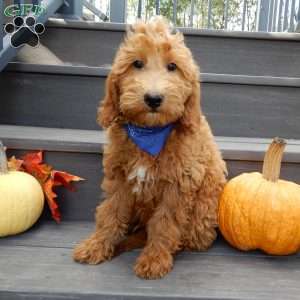 Hunter, Mini Goldendoodle Puppy