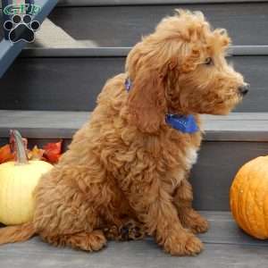 Hunter, Mini Goldendoodle Puppy