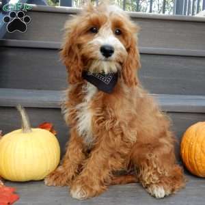 Charlie, Cavapoo Puppy