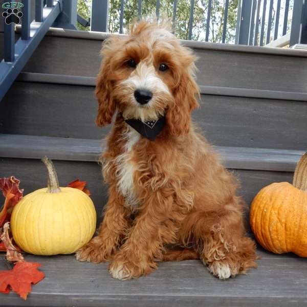 Charlie, Cavapoo Puppy