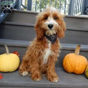 Charlie, Cavapoo Puppy