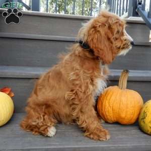 Charlie, Cavapoo Puppy