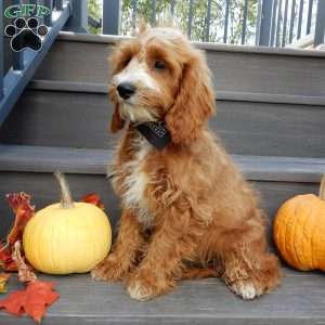 Charlie, Cavapoo Puppy
