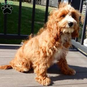 Charlie, Cavapoo Puppy