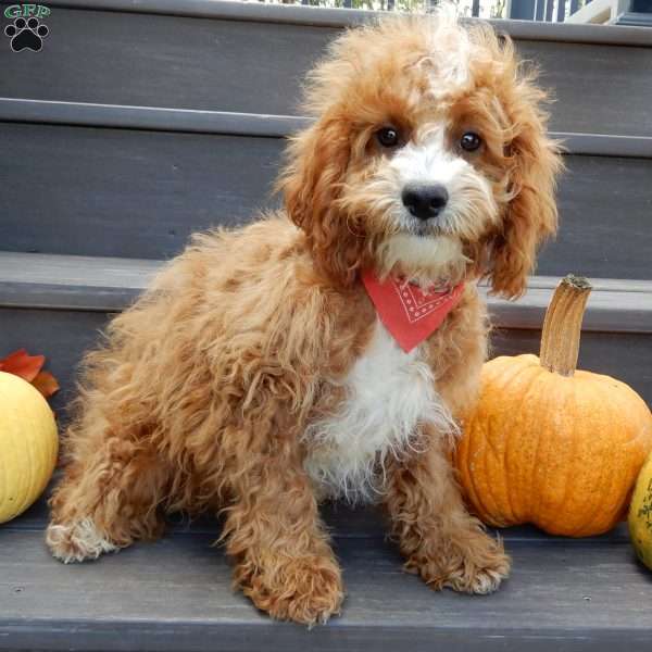 Finn, Cavapoo Puppy