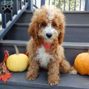 Finn, Cavapoo Puppy