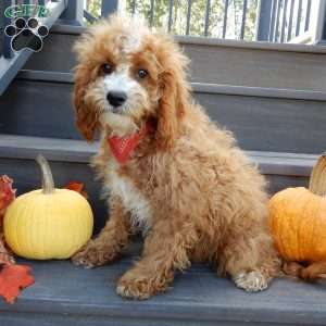 Finn, Cavapoo Puppy