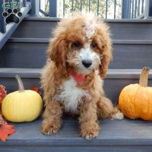 Finn, Cavapoo Puppy