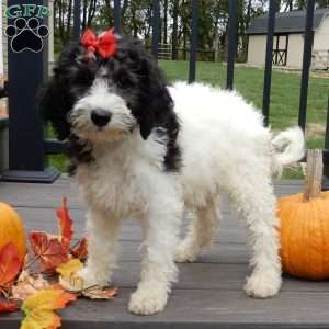 Inky (medium), Mini Sheepadoodle Puppy