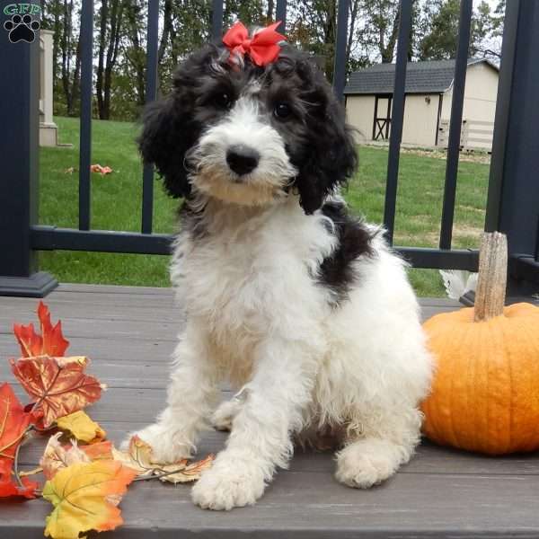 Inky (medium), Mini Sheepadoodle Puppy