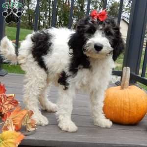 Inky (medium), Mini Sheepadoodle Puppy