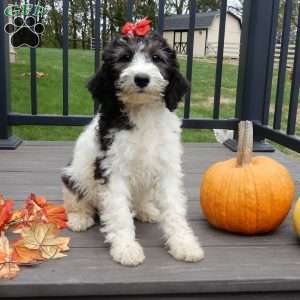 Inky (medium), Mini Sheepadoodle Puppy