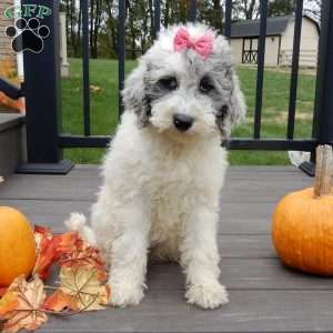 Sprinkles (medium), Mini Sheepadoodle Puppy