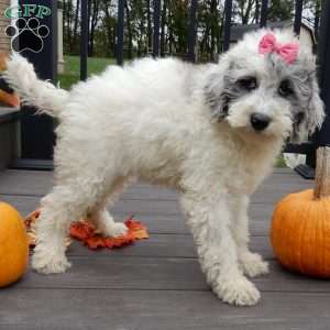 Sprinkles (medium), Mini Sheepadoodle Puppy
