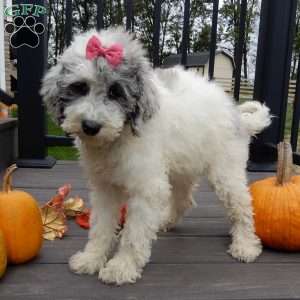 Sprinkles (medium), Mini Sheepadoodle Puppy